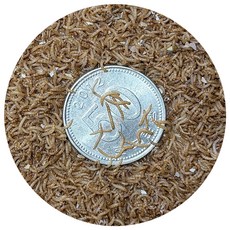 밀웜나라 밀웜 극소 약 0.5cm 240마리, 5g, 1개