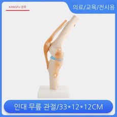 척추 모형 추간판 교육용 탈출증 무릎 어깨 손 발 골격 모델 척추병원, 6. 인대 무릎 관절