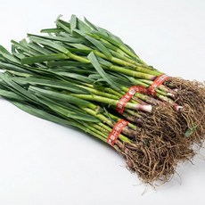 국내산 햇 풋마늘 잎마늘 마늘대, 1개, 풋마늘 2단 4kg