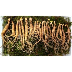 [The 건강하삼] 산양산삼 9~10년근 야생 파지삼 산삼 산양삼 파지삼, 20뿌리, 1개