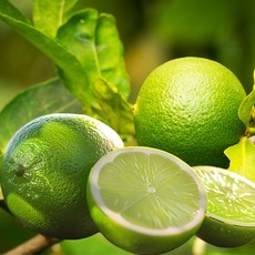 라임 생 lime Lime 과일 대과 쥬스 주스 즙 멕시코 멕시코산 직수입, 1개, 1kg