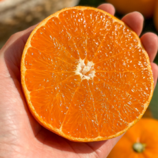 [품질선별] 15brix 고당도 제주 가정용 천혜향, 1박스, 2kg 중소과