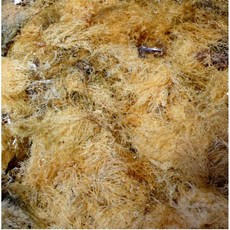 [자갈치시장] 우뭇가사리 1kg., 1개, 1kg