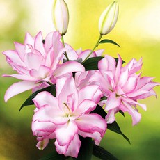 [Qgarden] 겹백합 장미백합 구근 4개 혼합 유럽 직수입 특선 세트