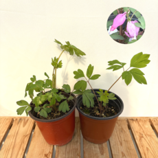 금낭화 인기야생화 인기꽃식물, 1개