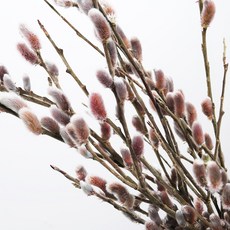 밍크버들 한단 생화택배, 짧은 길이, 1개