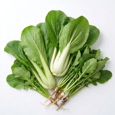국내산 열무 얼갈이 배추 신선 제철 채소 1kg 2kg 3kg 4kg내외, 1박스, 열무 1kg내외