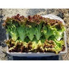 포기상추 2종세트, 1박스, 꽃포기상추