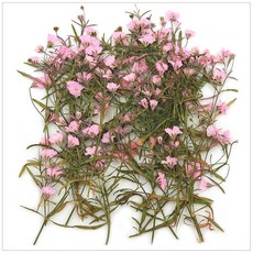 프레스코21 압화 줄기 밤안개(분홍) 20p