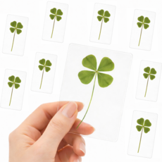 엘본 네잎클로버(생화) 코팅카드 행운가득 선물용 세트구성, 10개, 투명카드