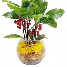 트리앤 1+1 푸딩병 개운죽 / 단지(1개) 아이비식물 테이블야자 천냥금 행운목 산데리아 홍콩야자 수경식물 수경재배, 72. 단지 천냥금(노랑) 1개, 1개