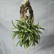 풍란 부악목부작행잉, 1개