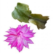 수입게발 커팅 032 게발선인장 공기정화식물, 단일, 1개