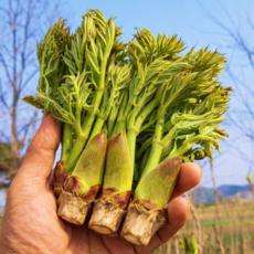 [명품농가] 국산 자연산 두릅 참두릅, 1박스, 500g