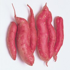 실속구마 5kg 10kg 해나미 못난이 고구마 파파얌 마롱구마 애플구마 신품종 해남 세척, 1개, 파파얌 못난이 5kg 무선별