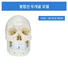 두개골 뇌모형 컬러 해부도 모델 병원 과학실 교보재, 봉합선 번호 포함, 1개, 기본 색상