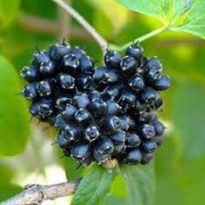 토종오가피묘목 실생1년 실생2년 택1 가시오가피, 토종오가피 중묘 1년생 15cm 전후