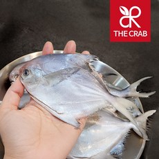 신안 생물 병어 1kg 병어회 세꼬시 반건조 선물추천, 1개, 8미, 생물 횟감용 병어 1kg