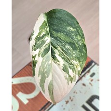 몬스테라 레클레리아나 바리에가타