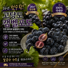 [품절주의]향부터 진한 당도선별 캠벨포도 초특가, 1박스, 1kg(3~5수내외)