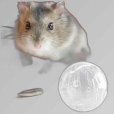 햄스터헬스볼 햄스터 챗바퀴 용품 장난감 볼 운동 놀이, 본상품