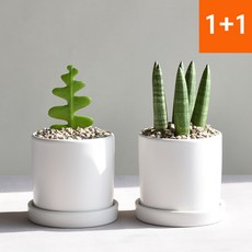1+1 공기정화식물 피쉬본 스투키 인테리어식물 세라믹화분, 피쉬본+스투키(세라믹원형11호 세트), 1개
