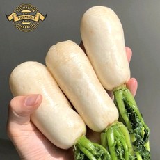 [재구매율 높은 국내산 프리미엄 절임 알타리] 국내산 25년 햇 알타리 전날 절여 배송으로 신선함 그대로, 1개, 프리미엄 햇 알타리 3kg