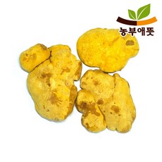 농부애뜻 싱황버섯 100g 2등급 국산, 1개