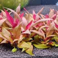 알테란테라 레이넥키 미니 4촉, 1개