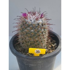 [가람다육] 품명환 선인장, 1개, 품명환31