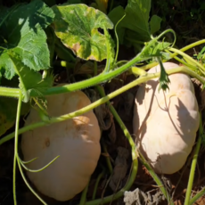 늙은호박, 2개, 2kg이상