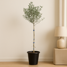 청년농부 대형 올리브나무 화분 인테리어식물 거실화분 카페화분 실내화분, 1개