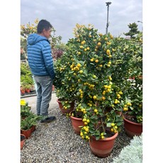 霏霏園藝 四季金剛桔 大吉大利 盆栽植物 高度約120-130公分, 1個