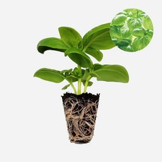 마이플랜트 스위트 바질 모종, 2개