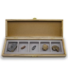 [ARi-D4505] 초등화석5종 (삼엽충.산호.고사리.조개.암모나이트)