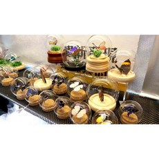 蟲新發現 蝴蝶標本A1 聖誕禮物特製訂製, 1個