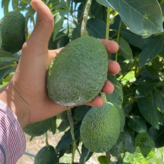 건담농수산 아보카도 대과 직수입, 10과[개당200g]