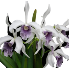 [신라난농원]카틀레야원종.purpurata werkhauseri.퍼프라타 워카우세리.좋은향.예쁜연보라색의 진보라색립프.꽃모양예쁨.고급종.인기품종.필독뒷사진참고, 1개