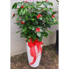 旺旺樹盆栽 風水擺飾/開幕開市/榮升榮調/喬遷盆栽 高約120-140公分, 1個