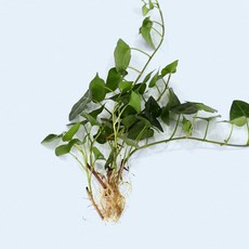 마이플랜트 하트 아이비 세척 모종 소형 수경재배식물, 3개