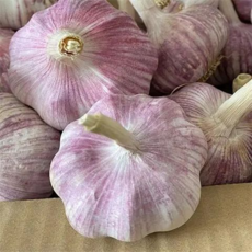 [한정특가] 농장직송 청정재배 국산100% 통마늘, 1개, 1kg