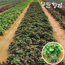 2026 자색고구마모종 1kg 고구마순, 1개, 요청일 발송