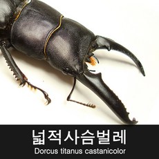 바부르마트 넓적사슴벌레 수컷 59mm 이하 / 넓적사슴벌레 키우기, 1개