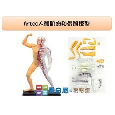 哥白尼的實驗室 生物 Artec4D人體肌肉和骨骼模型 日本製, 1個