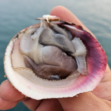 (여수직송) 여수 자연산 특품 손질 초코새조개 당일손질 당일발송, 1개, 생물 초코새조개 200g