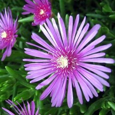 송엽국 20개 포트묘 분홍색 봄 꽃모종 야생화