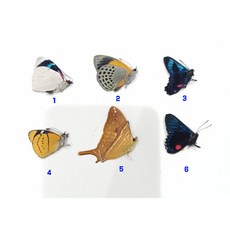 蟲新發現 蝴蝶標本A1 南美蛺蝶乾貨六隻組，附產地標籤，自然科學收藏