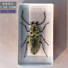 사슴벌레 장식 표본 관찰 곤충 과학 액자 교육용 박제, 독립적 인, 중형 Ctenophoria 롱혼