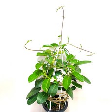 마다가스카르 자스민, 1개, 1개입