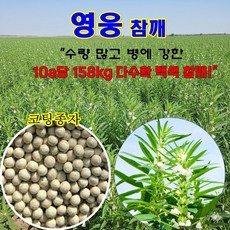 영웅참깨 3000립 역병 흰가루병 시들음병 강한 품종 외대 코팅종자 다수확 백색 씨앗 종자, 1개